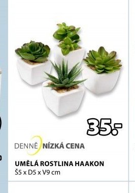 UMĚLÁ ROSTLINA HAAKON