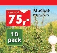 Muškát Pelargonium