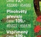 Plnokvětý převislý