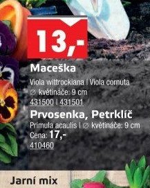 Maceška