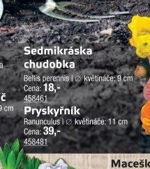 Sedmikráska chudobka