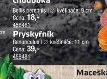 Pryskyřník