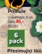 Primule
