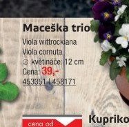 Maceška trio