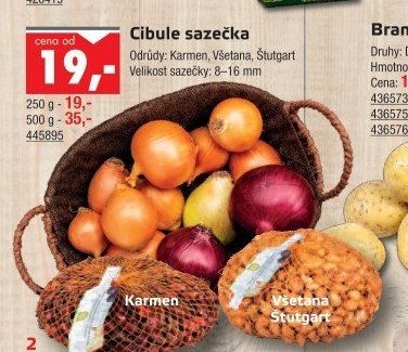 Cibule sazečka