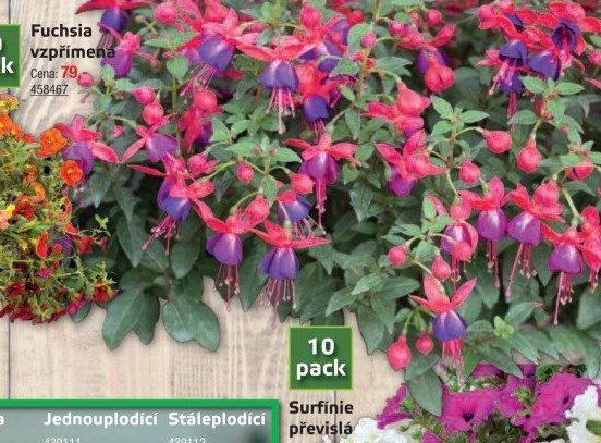 Fuchsia vzpřímená