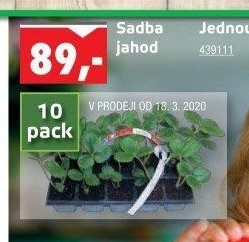 Sadba jahod