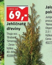 Jehličnaté dřeviny Thuja occ. 'Brabant', 'Smaragd' - Zerav