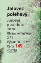 Jalovec poléhavý Juniperus procumbens 'Nana'