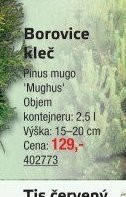 Borovice kleč Pinus mugo 'Mughus'