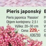 Pieris japonský Pieris japonica 'Passion'