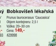 Bobkovišeň lékařská Prunus laurocerasus 'Caucasica'