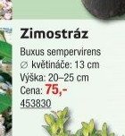 Zimostráz Buxus sempervirens