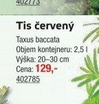 Tis červený Taxus baccata