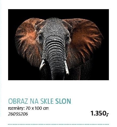 OBRAZ NA SKLE SLON