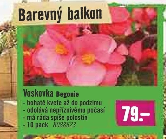 Voskovka Begonie