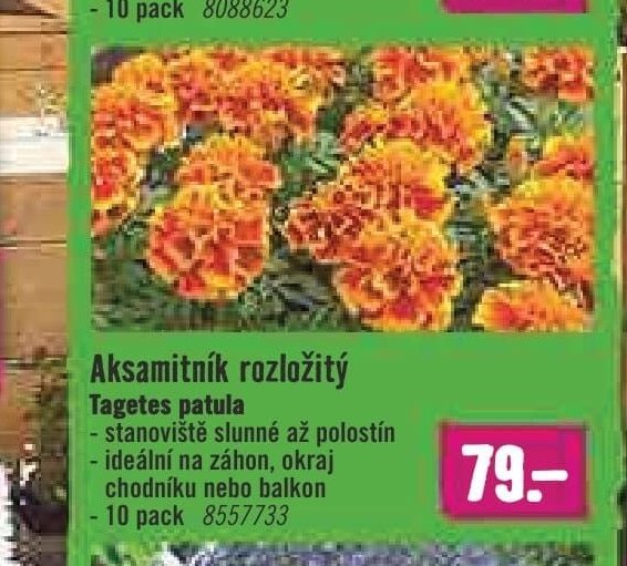 Aksamitník rozložitý Tagetes patula