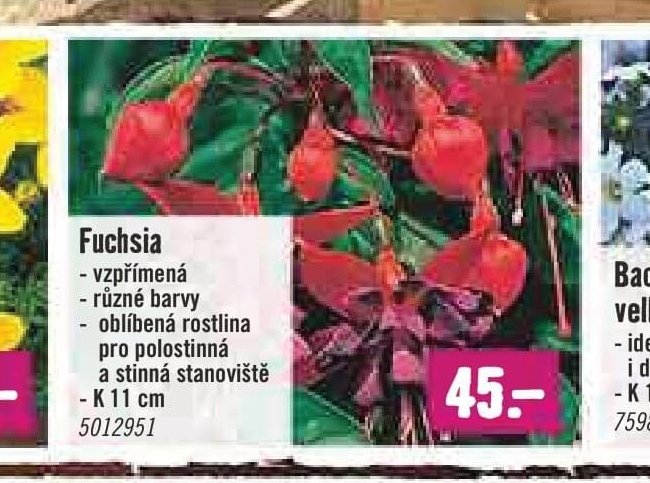 Fuchsia