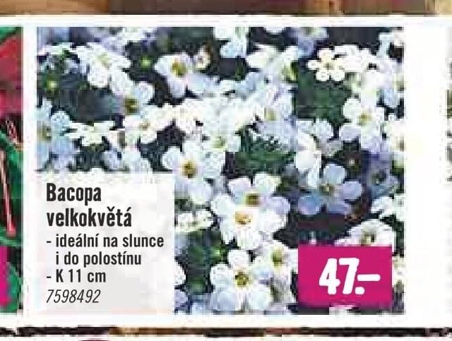 Bacopa velkokvětá