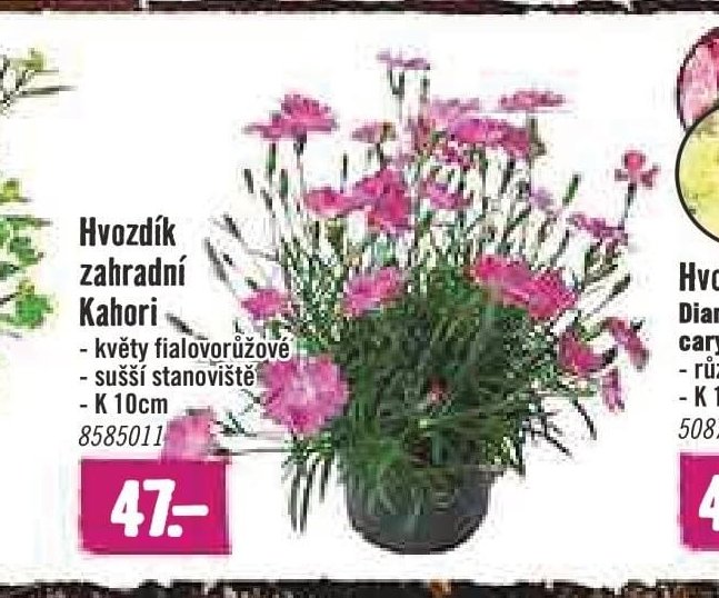 Hvozdík zahradní Kahori