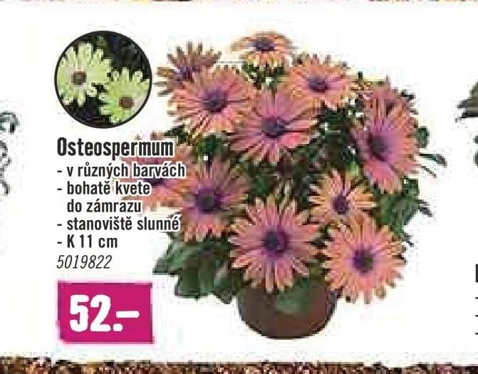 Osteospermum