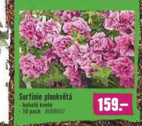 Surfínie plnokvětá