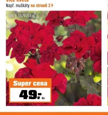 muškáty