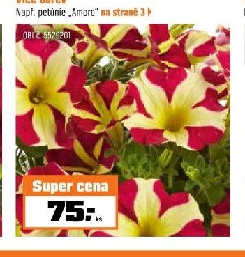 petúnie „Amore“