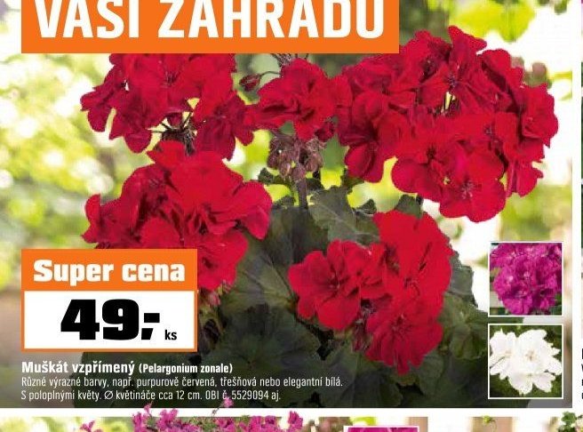 Muškát vzpřímený (Pelargonium zonale)