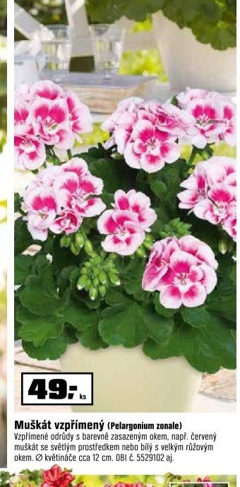 Muškát vzpřímený (Pelargonium zonale)