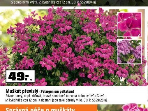 Muškát převislý (Pelargonium peltatum)