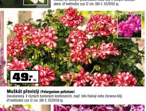 Muškát převislý (Pelargonium peltatum)
