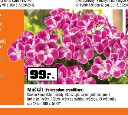Muškát (Pelargonium grandiflora)
