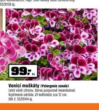 Vonící muškáty (Pelargonie zonale)