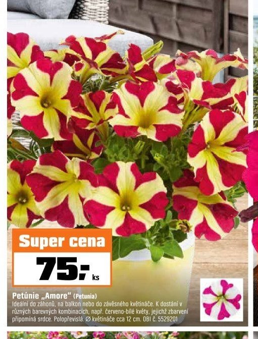 Petúnie „Amore“
