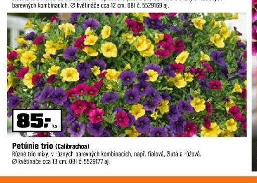 Petúnie trio (Calibrachoa)