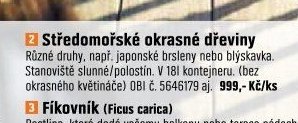 Středomořské okrasné dřeviny