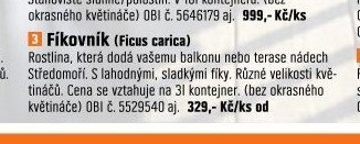 Fíkovník (Ficus carica)