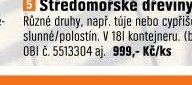 Středomořské dřeviny