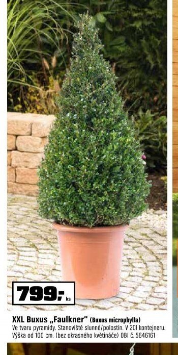 XXL Buxus „Faulkner“ (Buxus microphylla)