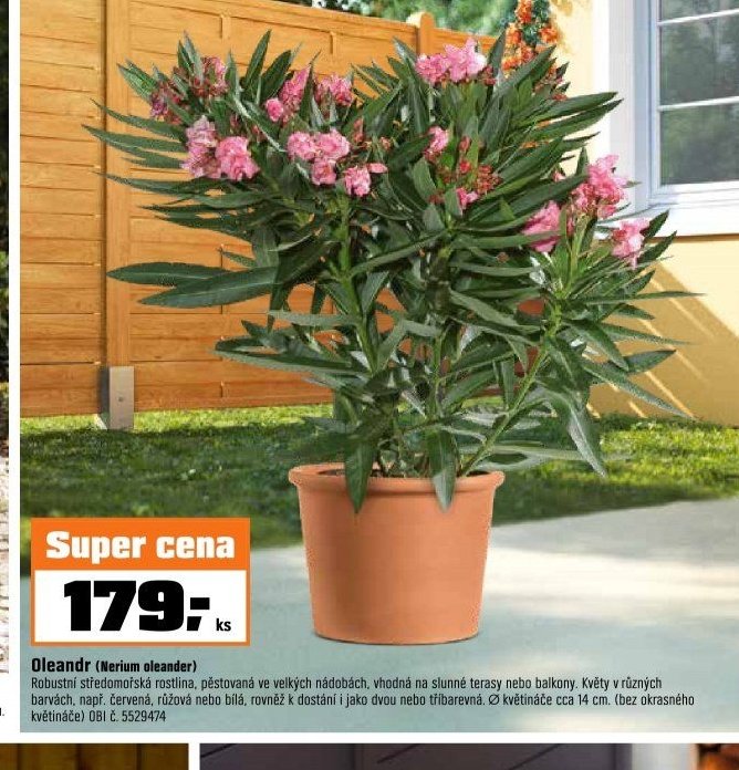 Oleandr (Nerium oleander)