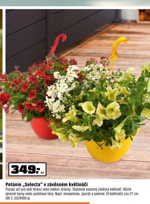 Petúnie „Selecta“ v závěsném květináči