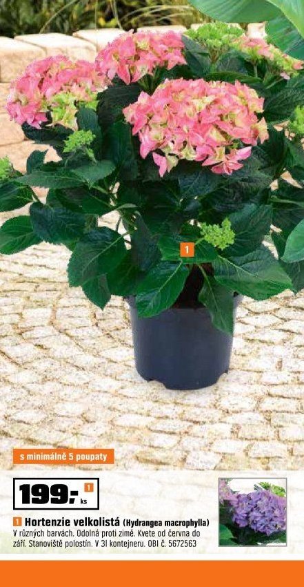 Hortenzie velkolistá (Hydrangea macrophylla)