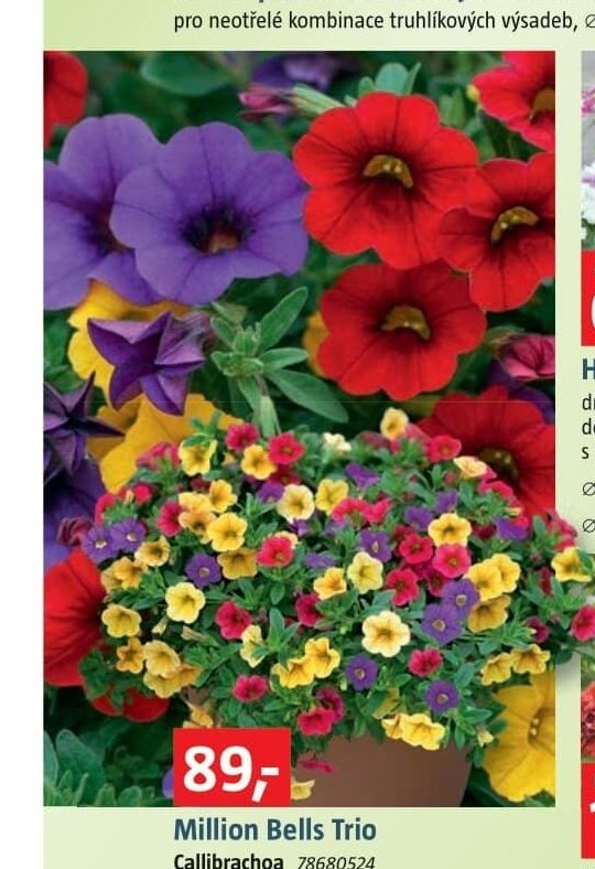 Million Bells Trio Callibrachoa