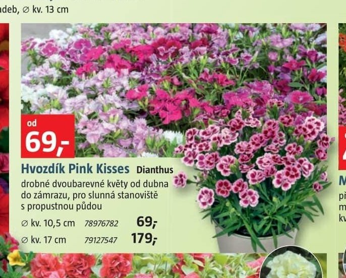 Hvozdík Pink Kisses Dianthus