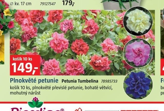 Plnokvěté petunie Petunia Tumbelina
