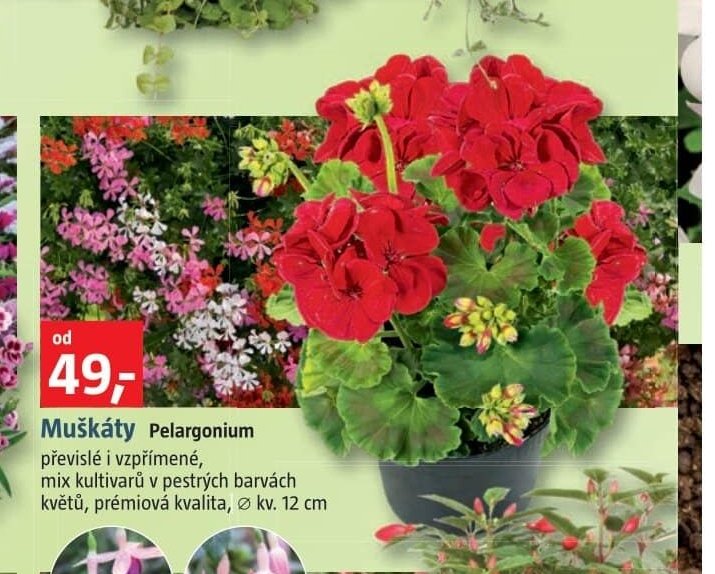 Muškáty Pelargonium