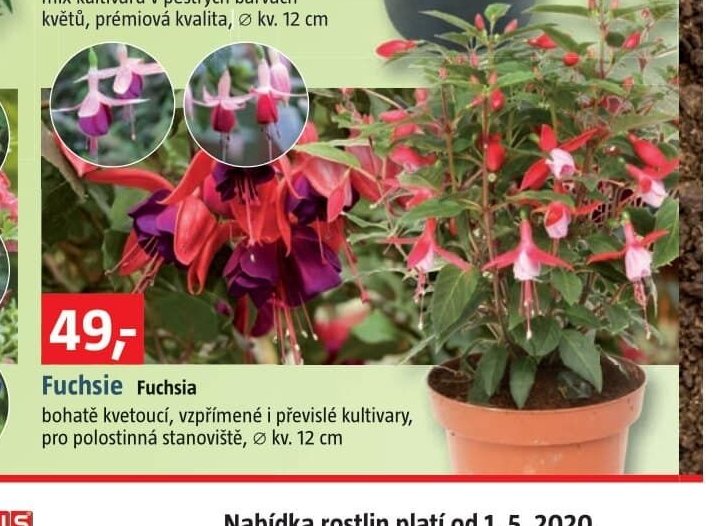 Fuchsie Fuchsia