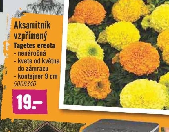 Aksamitník vzpřímený