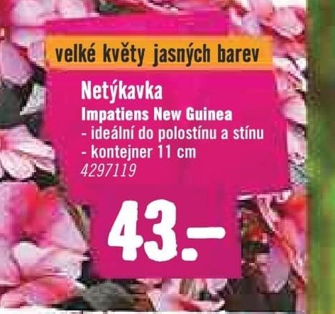 Netýkavka